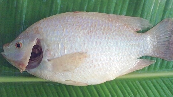 ca dieu hong kho tuong 1