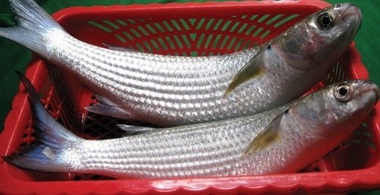 ca-doi-kho-dua-1