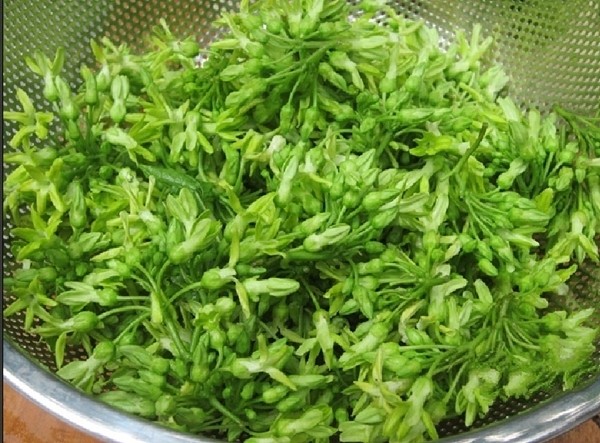 bong thien ly xao tom 1