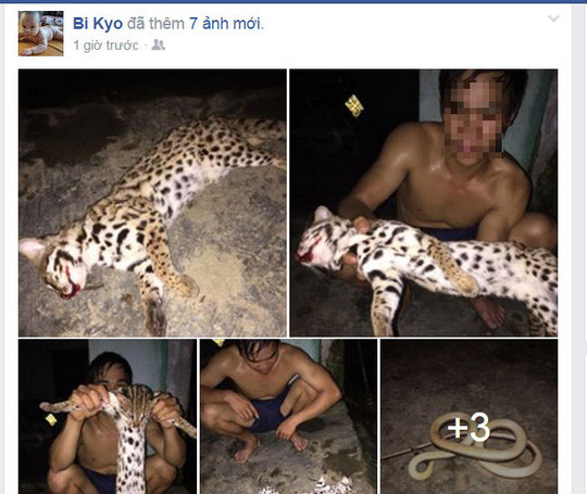 thanh nien khoe anh lam thit meo rung quy hiem tren facebook 1.jpg