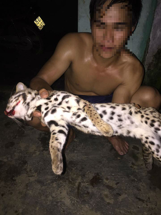 thanh nien khoe anh lam thit meo rung quy hiem tren facebook 2.jpg