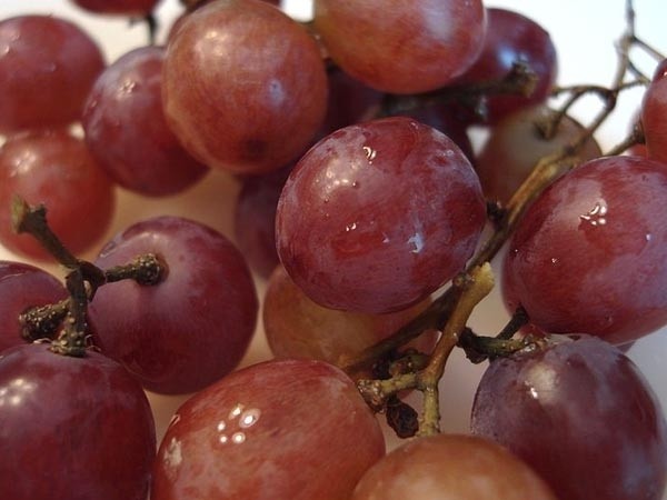 x08-1365416108-grapespagespeedicvm9n-yxjc4