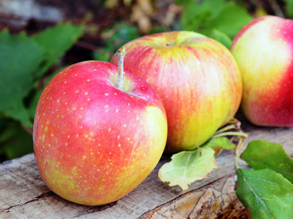 x08-1365416249-apple2pagespeedicgeil5kkmor