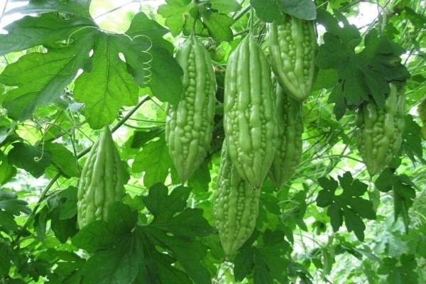 co bau an kho qua co duoc khong
