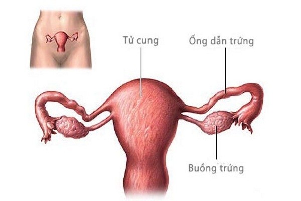 cat mot ben buong trung co anh huong gi 1