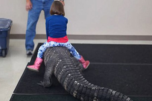 hai hung tro choi nguy hiem nhat the gioi be gai cuoi ca sau trong tiec sinh nhat this is the sickening moment a crocodiles head 1 .jpg