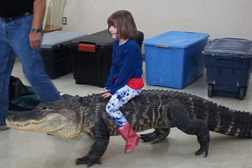 hai-hung-tro-choi-nguy-hiem-nhat-the-gioi-be-gai-cuoi-ca-sau-trong-tiec-sinh-nhat-this-is-the-sickening-moment-a-crocodiles-head--2-.jpg