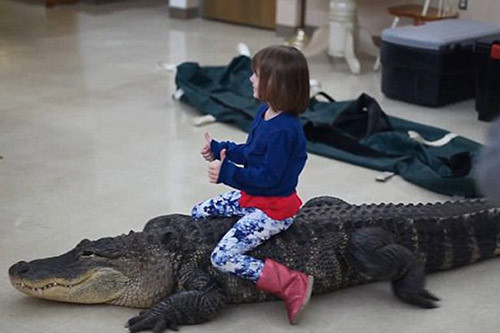 hai-hung-tro-choi-nguy-hiem-nhat-the-gioi-be-gai-cuoi-ca-sau-trong-tiec-sinh-nhat-this-is-the-sickening-moment-a-crocodiles-head.jpg